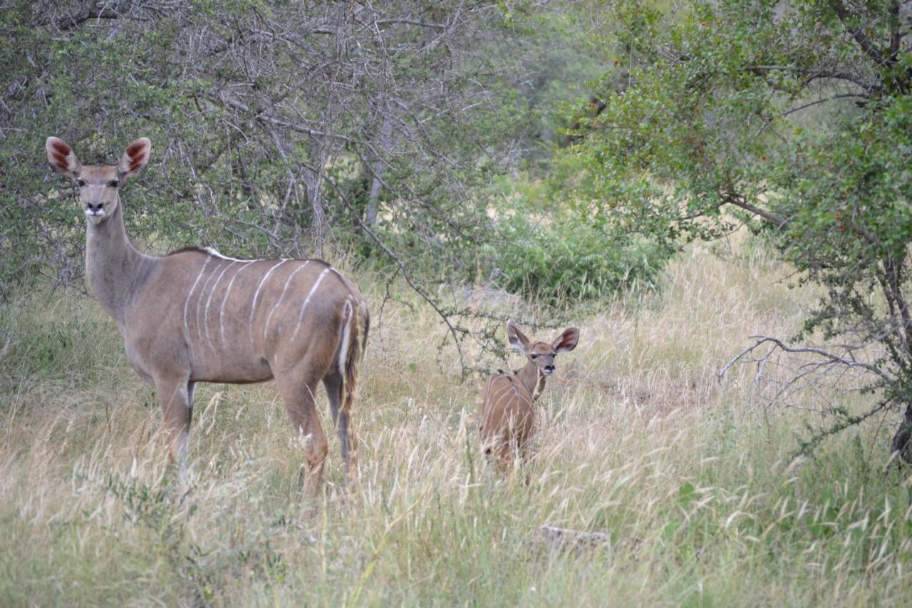 הודספרויט Mali Mali Safari Lodge מראה חיצוני תמונה