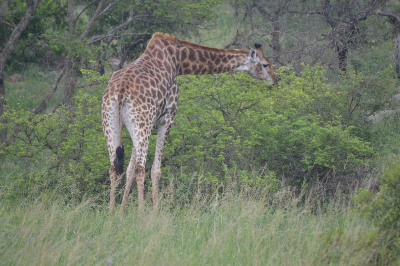 הודספרויט Mali Mali Safari Lodge מראה חיצוני תמונה