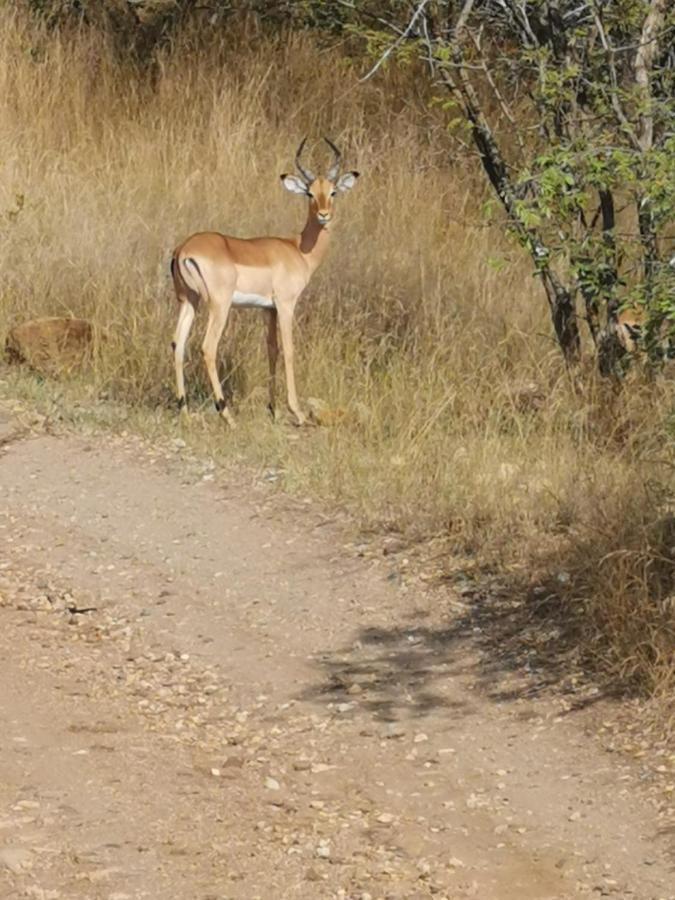 הודספרויט Mali Mali Safari Lodge מראה חיצוני תמונה