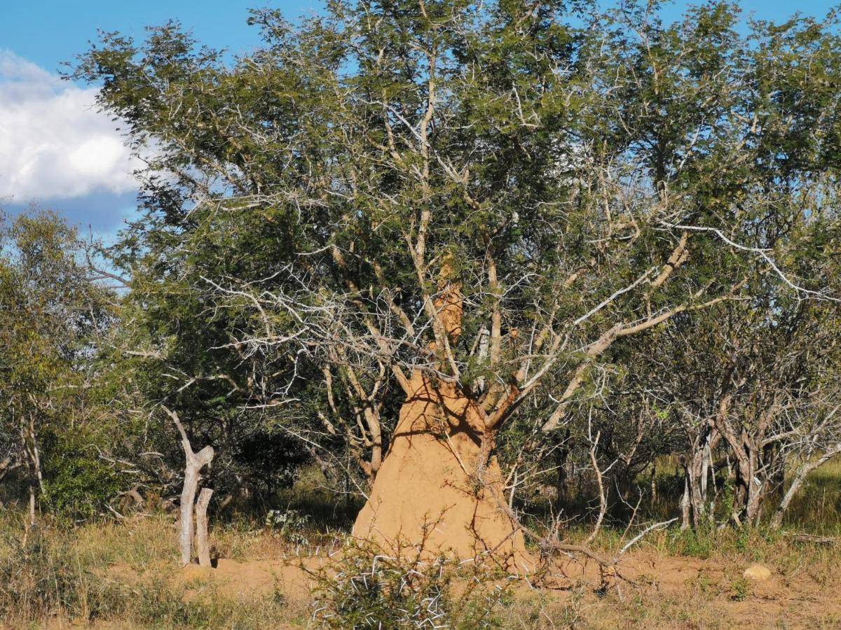 הודספרויט Mali Mali Safari Lodge מראה חיצוני תמונה