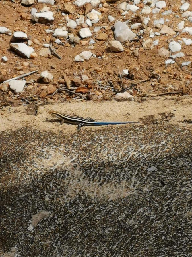הודספרויט Mali Mali Safari Lodge מראה חיצוני תמונה